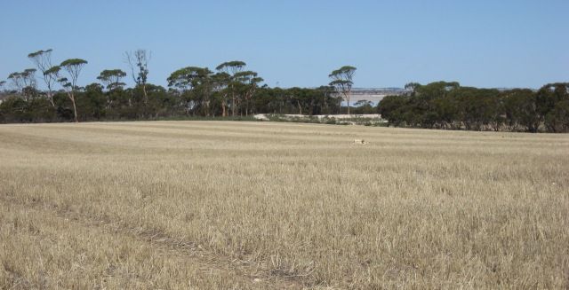 Lake Grace - Dumbleyung Rd, LAKE GRACE WA 6353, Image 0