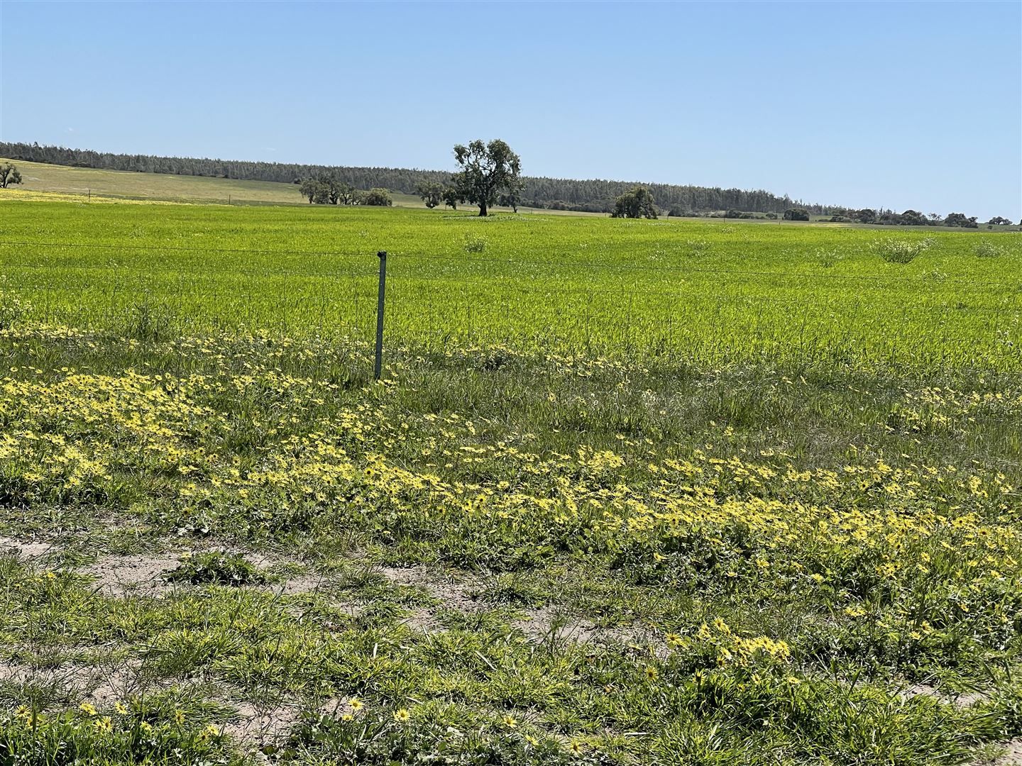 Badgingarra WA 6521, Image 2