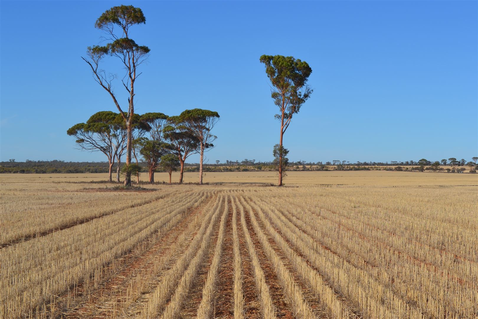 Rural in . 'Brie-Brie', KOORDA WA, 6475