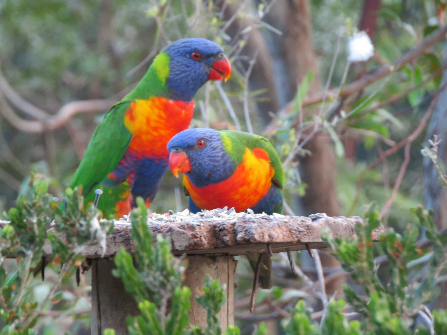 Additional image 35 of Calwell ACT 2905