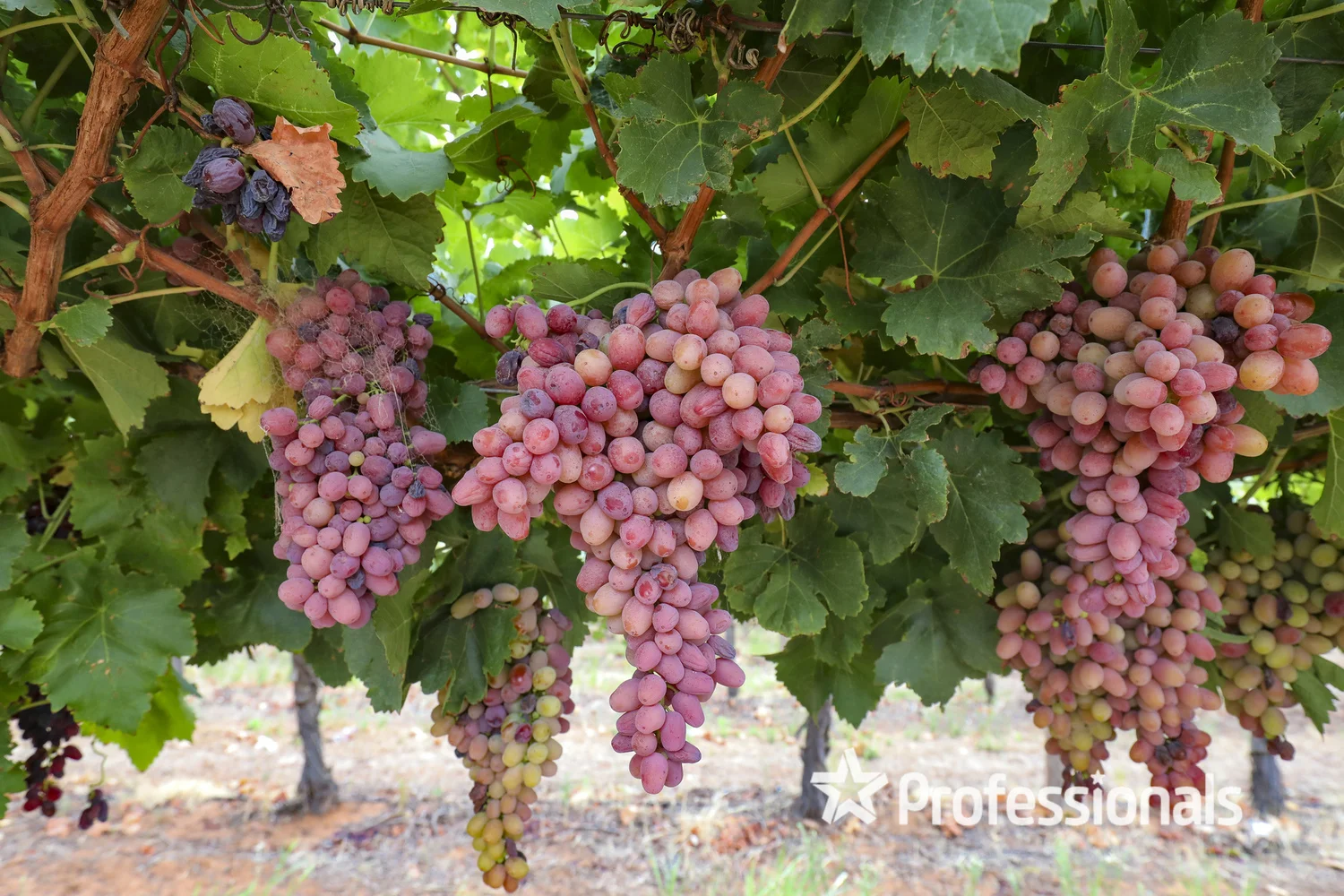 Additional image 11 of 405 Euston Avenue, Red Cliffs VIC 3496