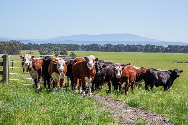 Picture of Hazelwood Road, TRARALGON VIC 3844