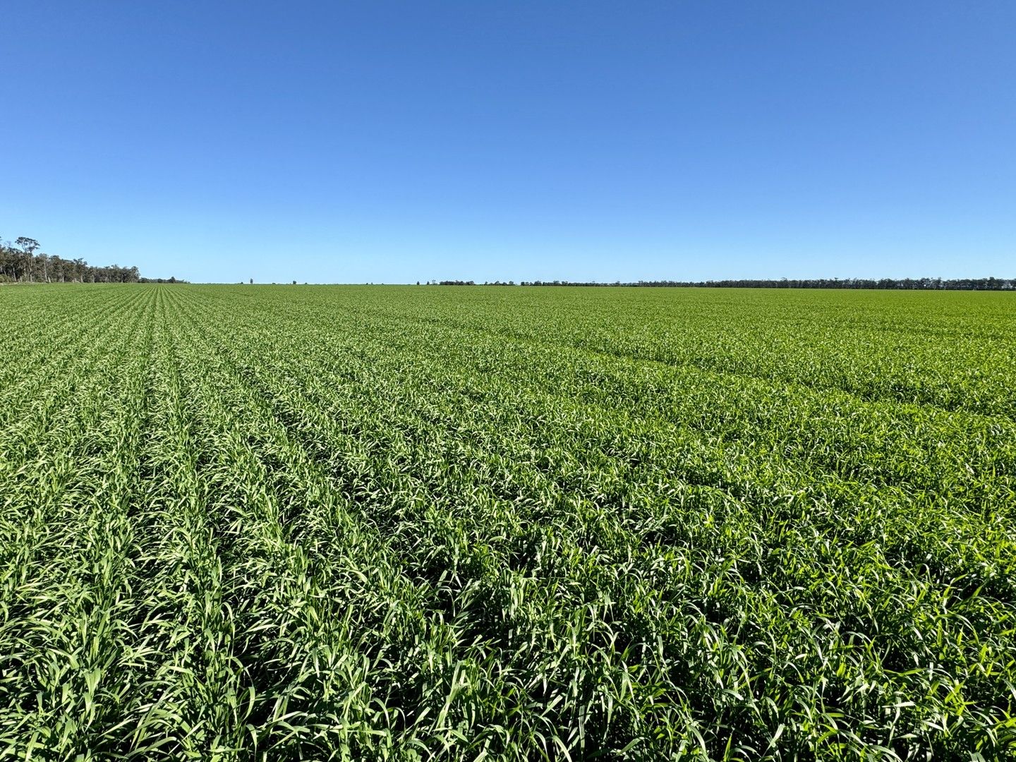 Newell Highway, Moree NSW 2400, Image 0