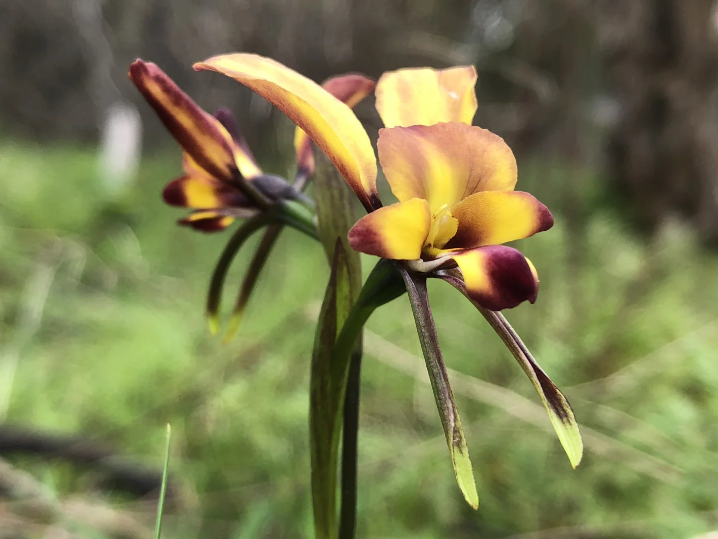 Additional image 36 of 113 Maple Lane, Hay Flat SA 5204