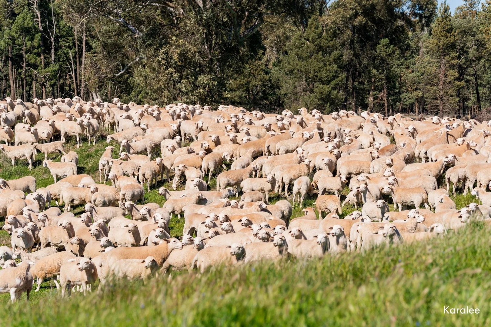 Additional image 32 of Kamarah Road, Narrandera NSW 2700