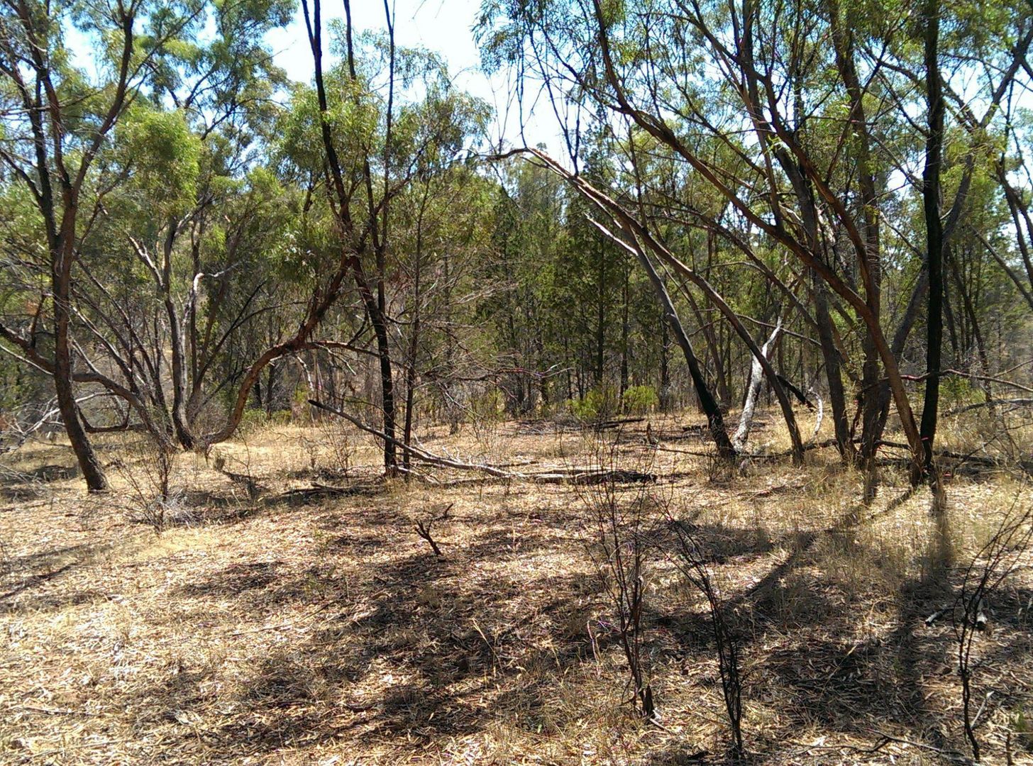 Lot 694 Kleinigs Road, Stone Hut SA 5480, Image 2