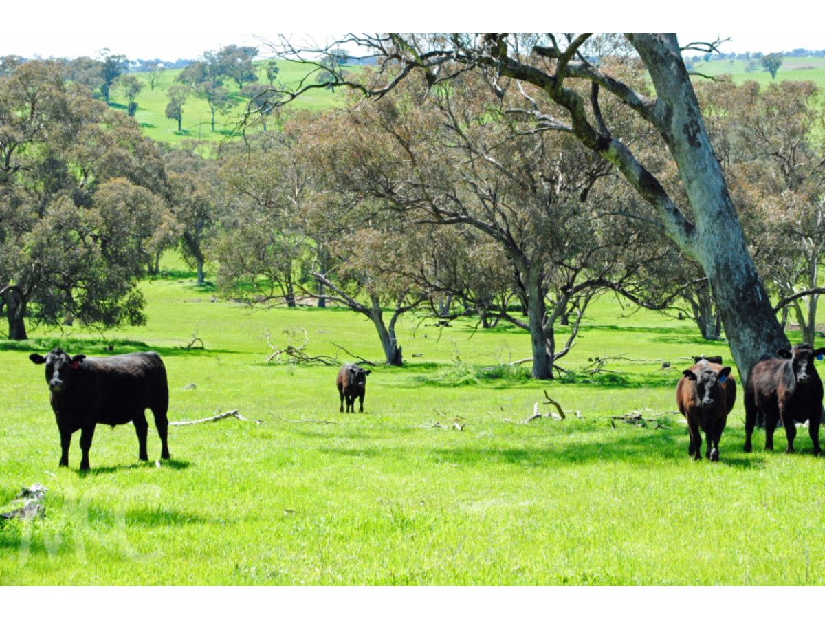 Lot 1 & 4 Mouse Hole Lane, Boree NSW 2800, Image 2