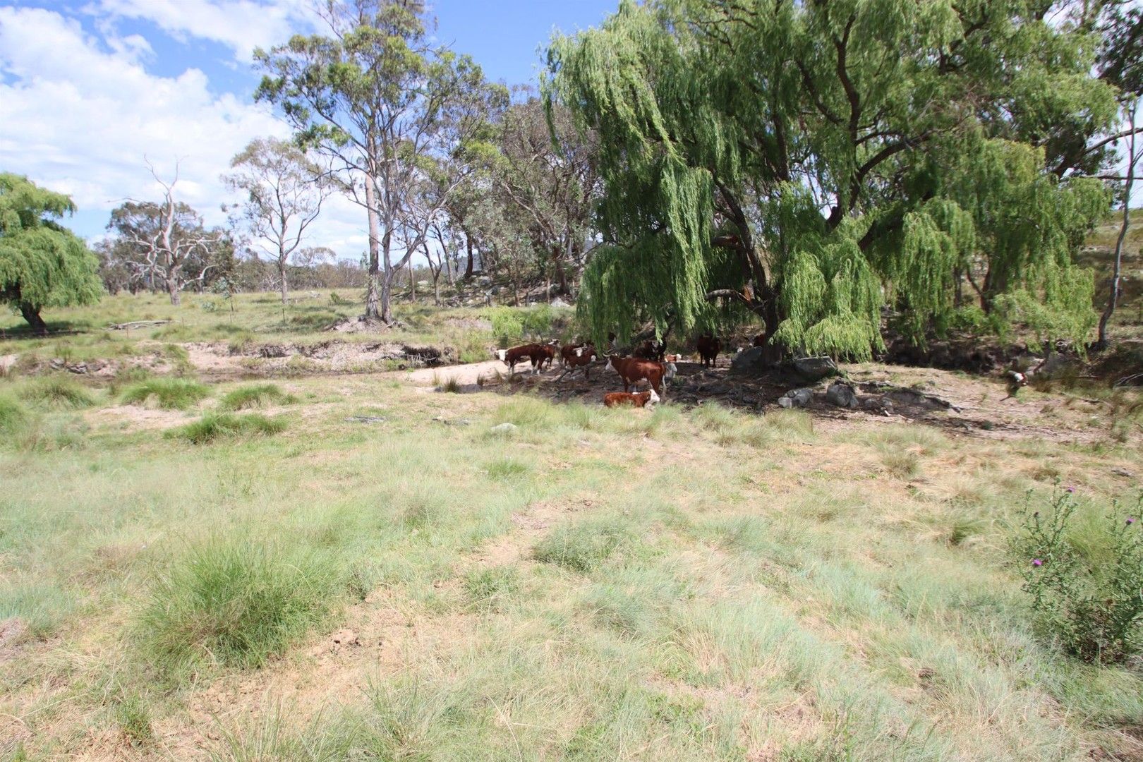 335 Washpool Creek Road, Tenterfield NSW 2372, Image 0