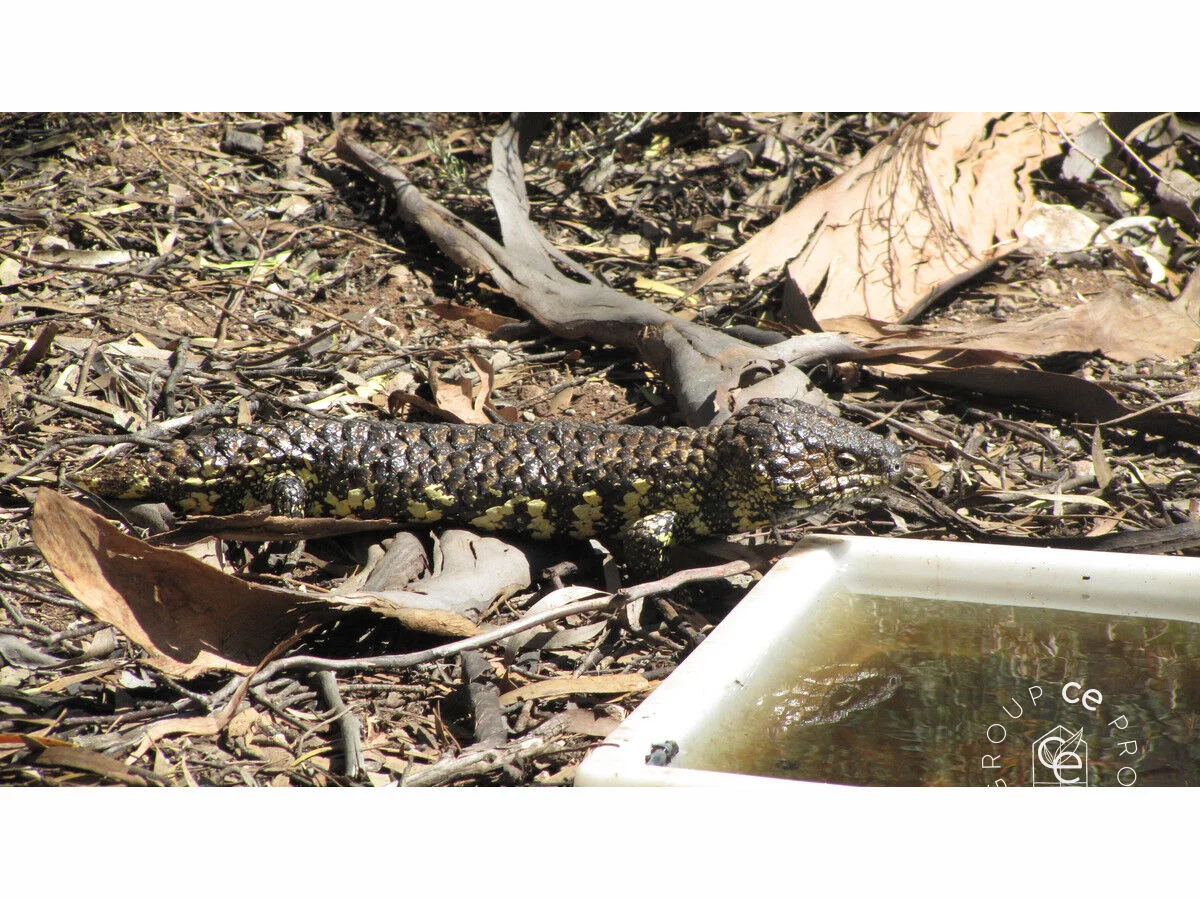 Additional image 33 of 385 Pipeline Road, Fisher SA 5354