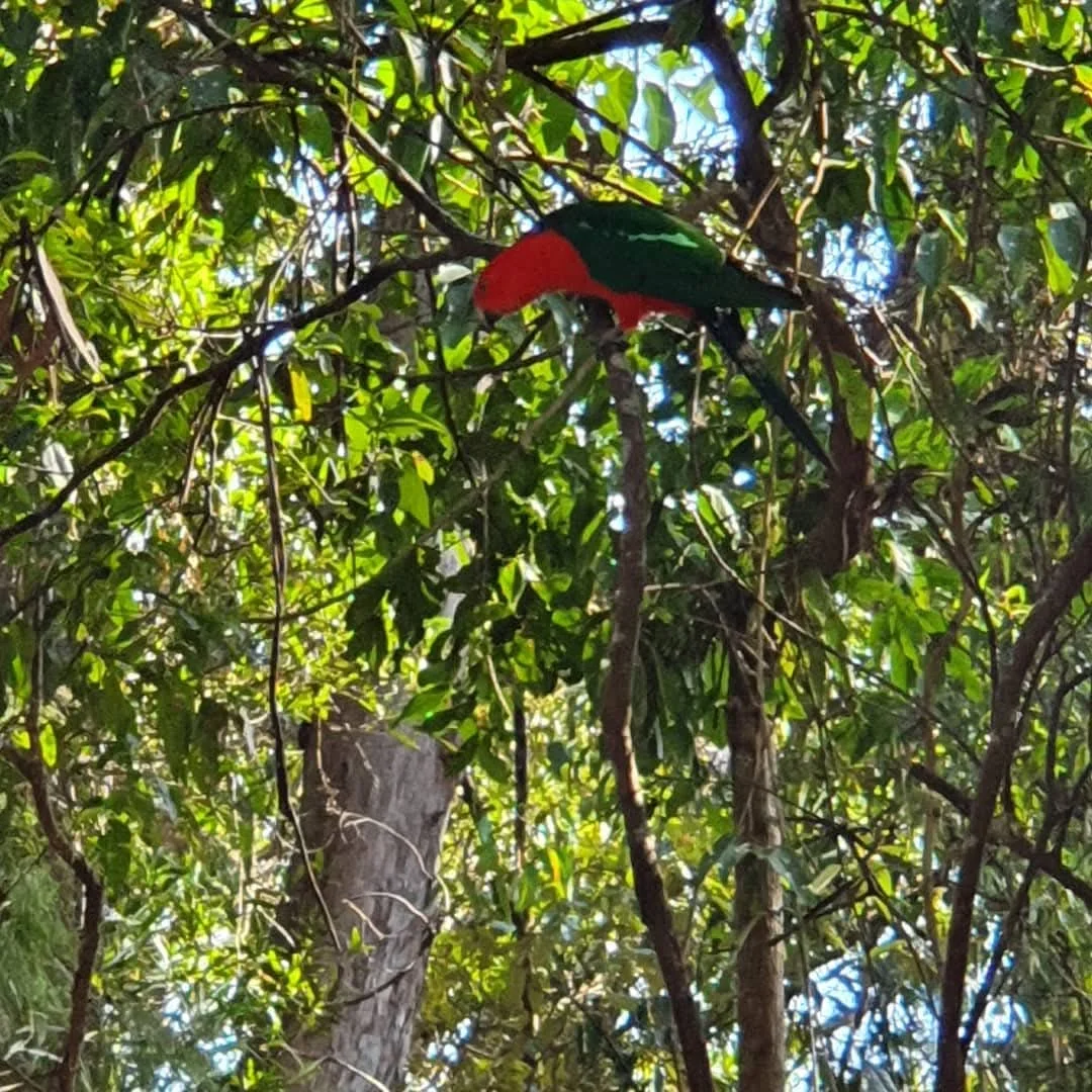 Additional image 12 of Springbrook QLD 4213