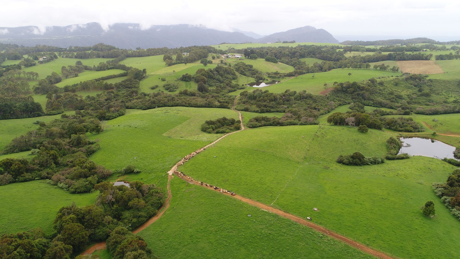 Dorrigo NSW 2453, Image 1