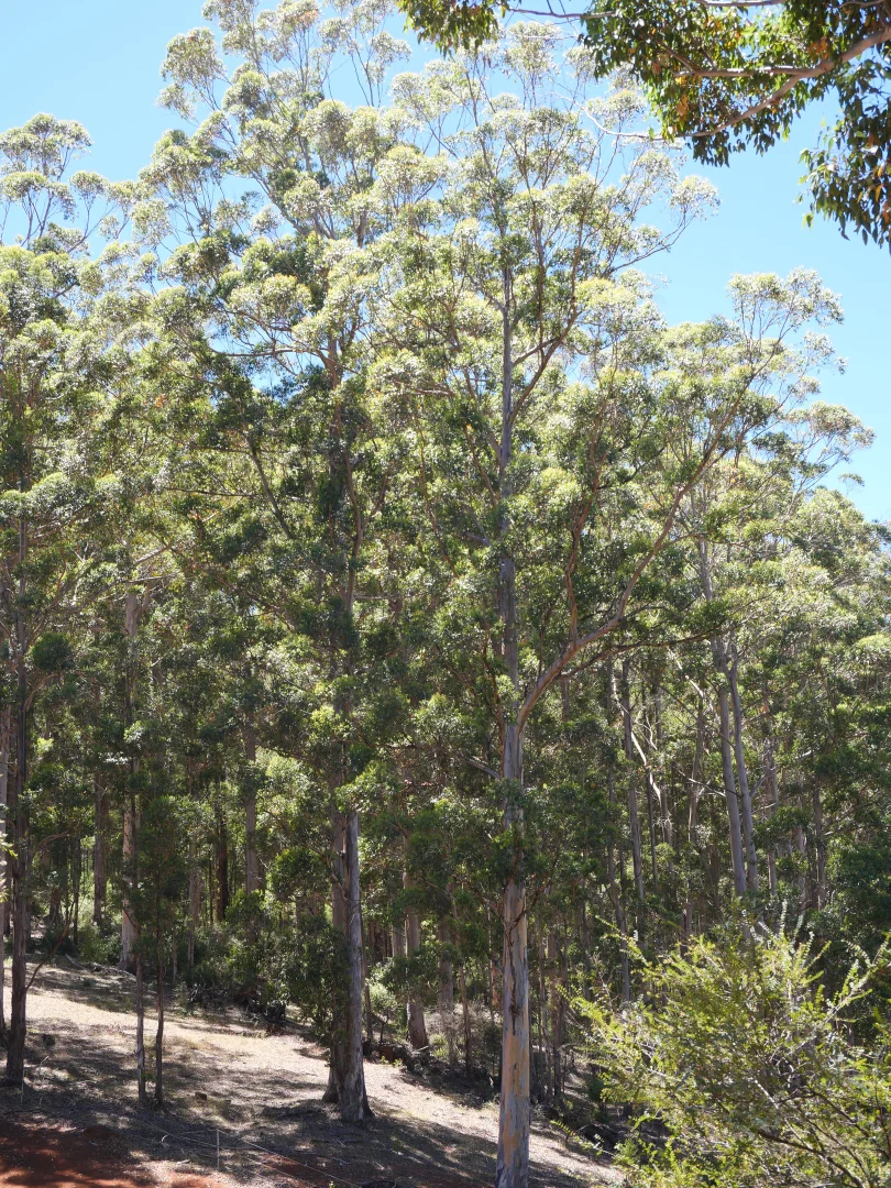 Image 7