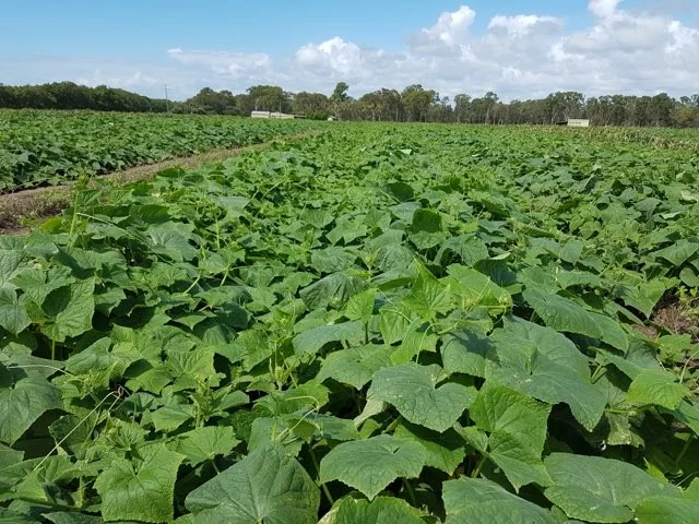 Image 15