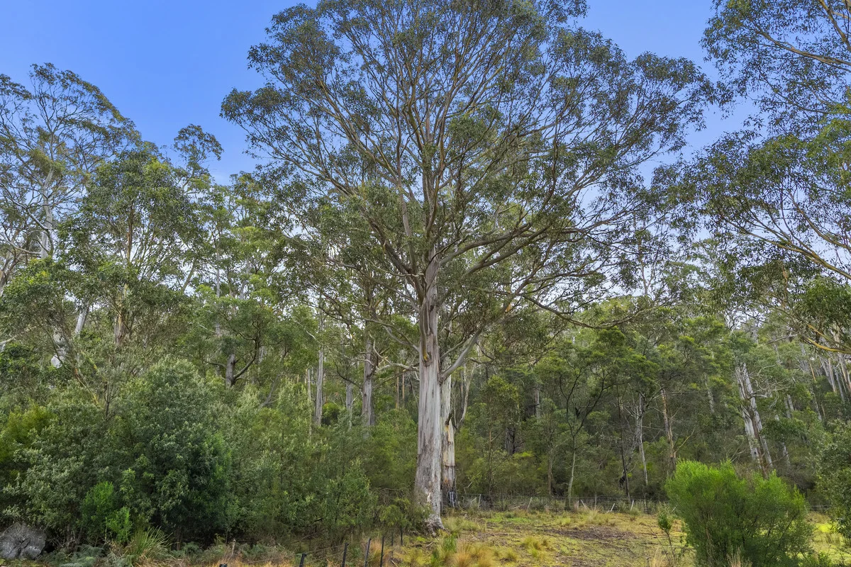 Image 19
