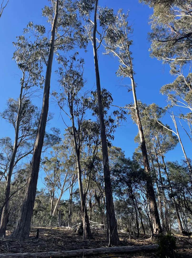 Additional image 19 of 420 Springhill Bottom Road, Colebrook TAS 7027