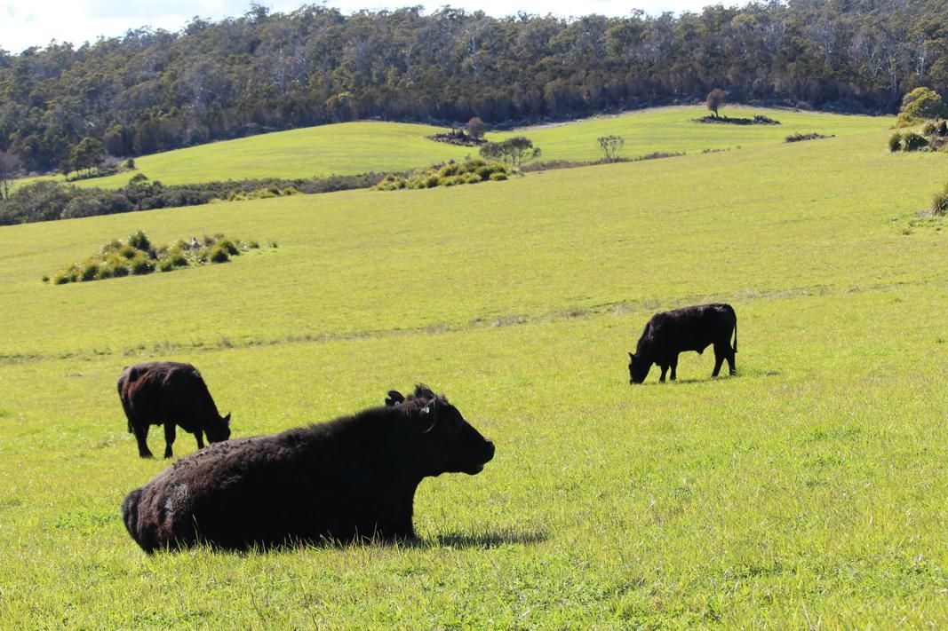 "West Banyandah", Bridport Road, Bridport TAS 7262, Image 0