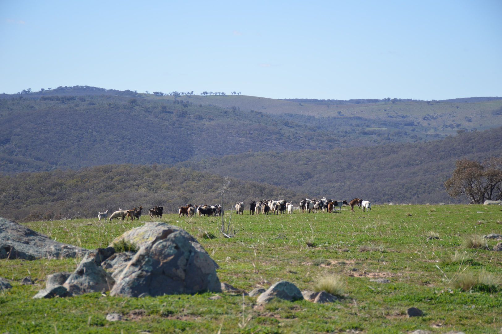 Lot 166 Part 'Posey Hill', Posey Hill Road, Mudgee NSW 2850, Image 1