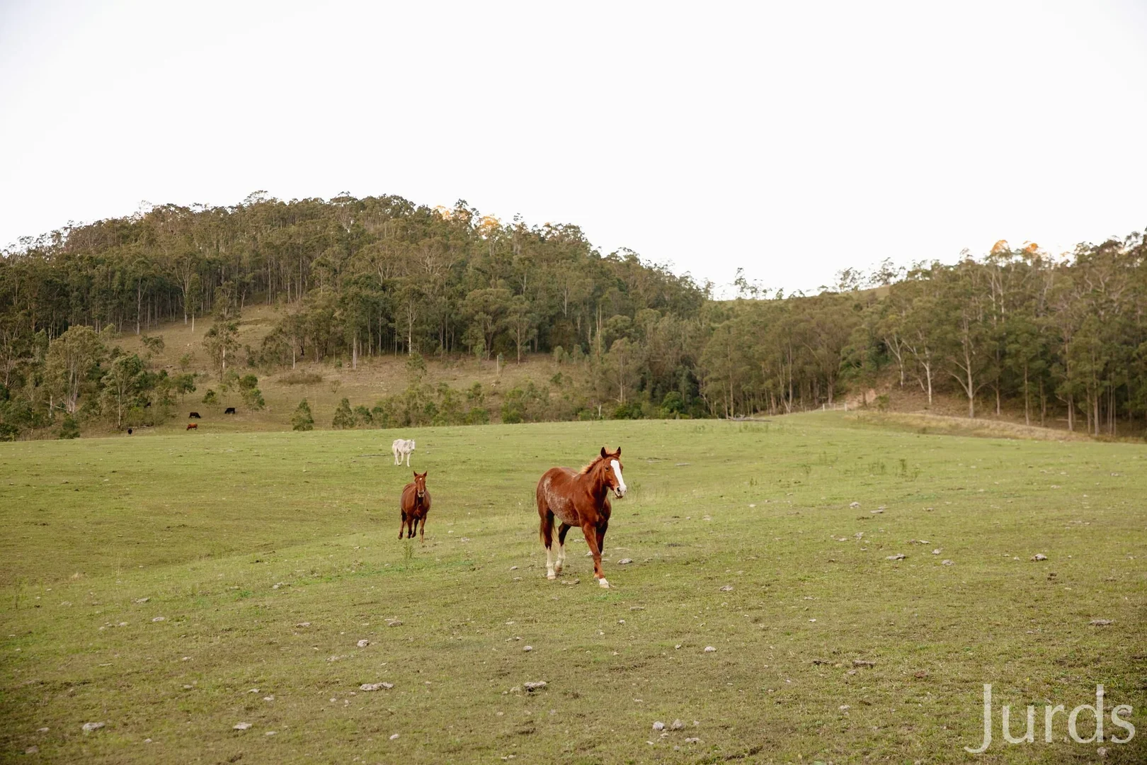 Image 13