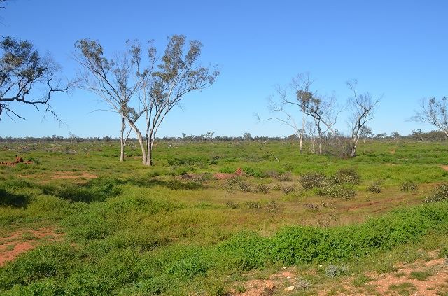 * Shady Camp, Hermidale NSW 2831, Image 2