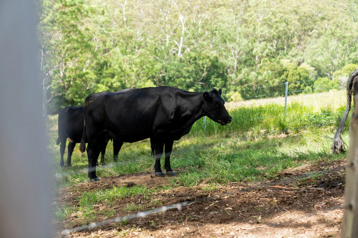 Additional image 26 of 116b Moeyan Road, Berry NSW 2535