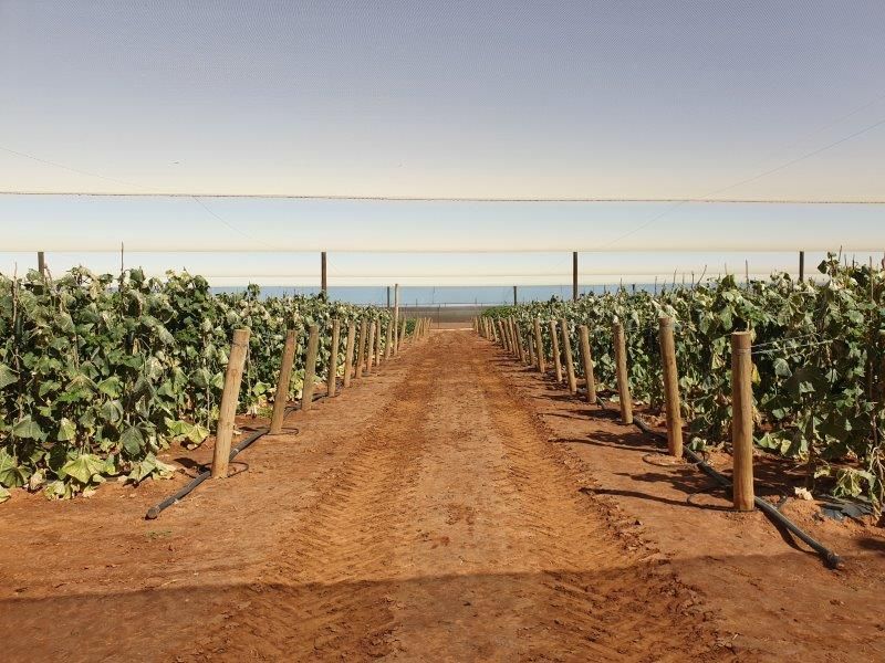 137 &138 North River Road, Carnarvon WA 6701 House for Sale 2,799,000