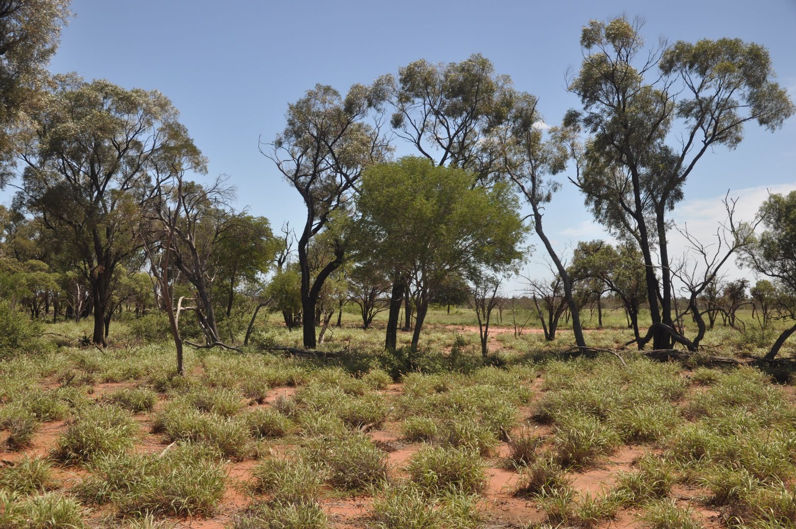 'THE PATRICK', Barcaldine QLD 4725, Image 2