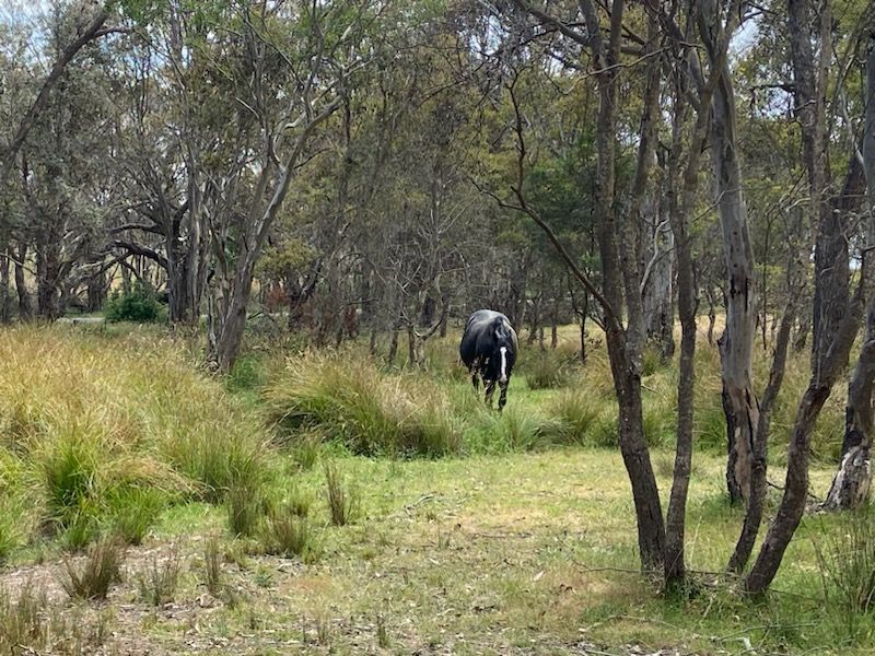 38 Mays Lane, Collector NSW 2581, Image 1