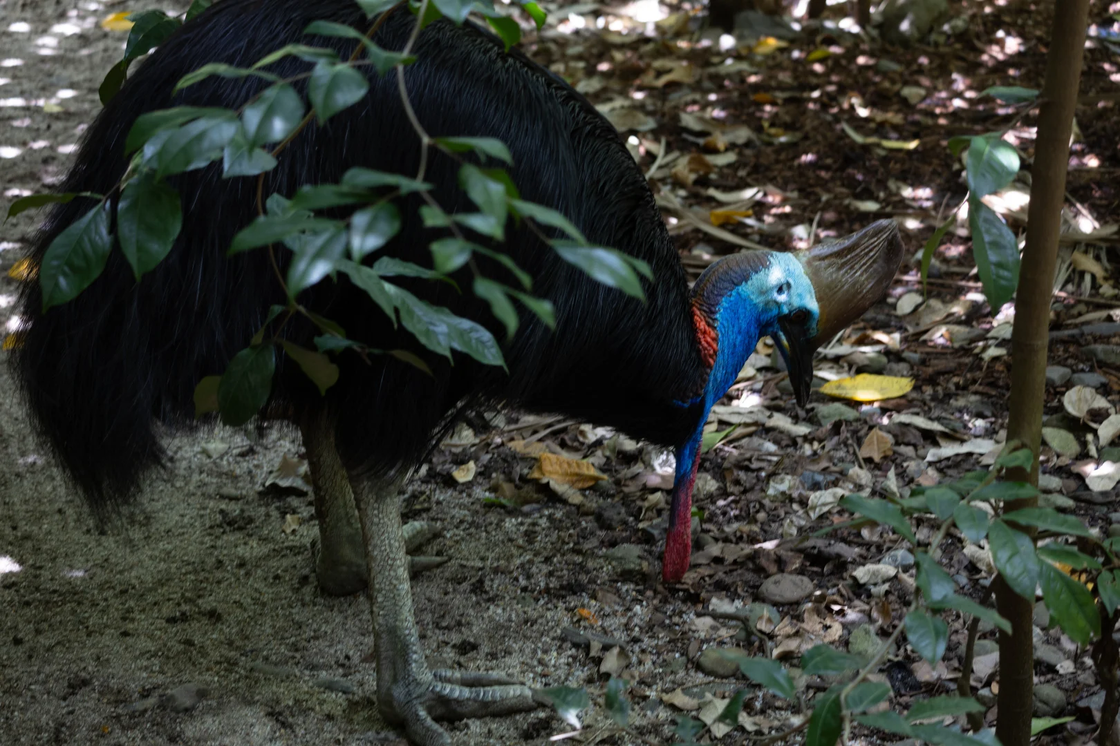 Additional image 14 of Cassowary Road, Cassowary QLD 4873