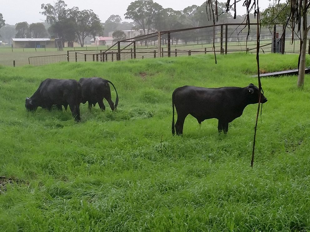 7275 New England Highway, Crows Nest QLD 4355 House for Sale