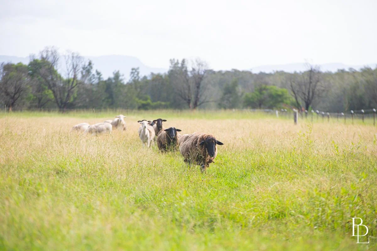 Additional image 25 of 16 Oakbanks Place, Worrigee NSW 2540