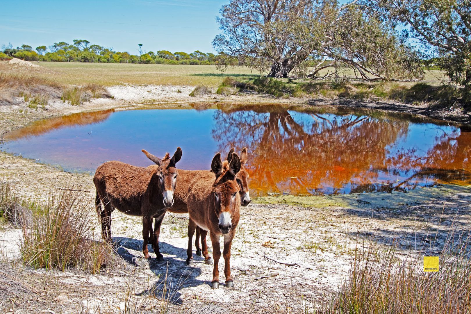 3672 Munbinea Rd, Nambung WA 6521, Image 2