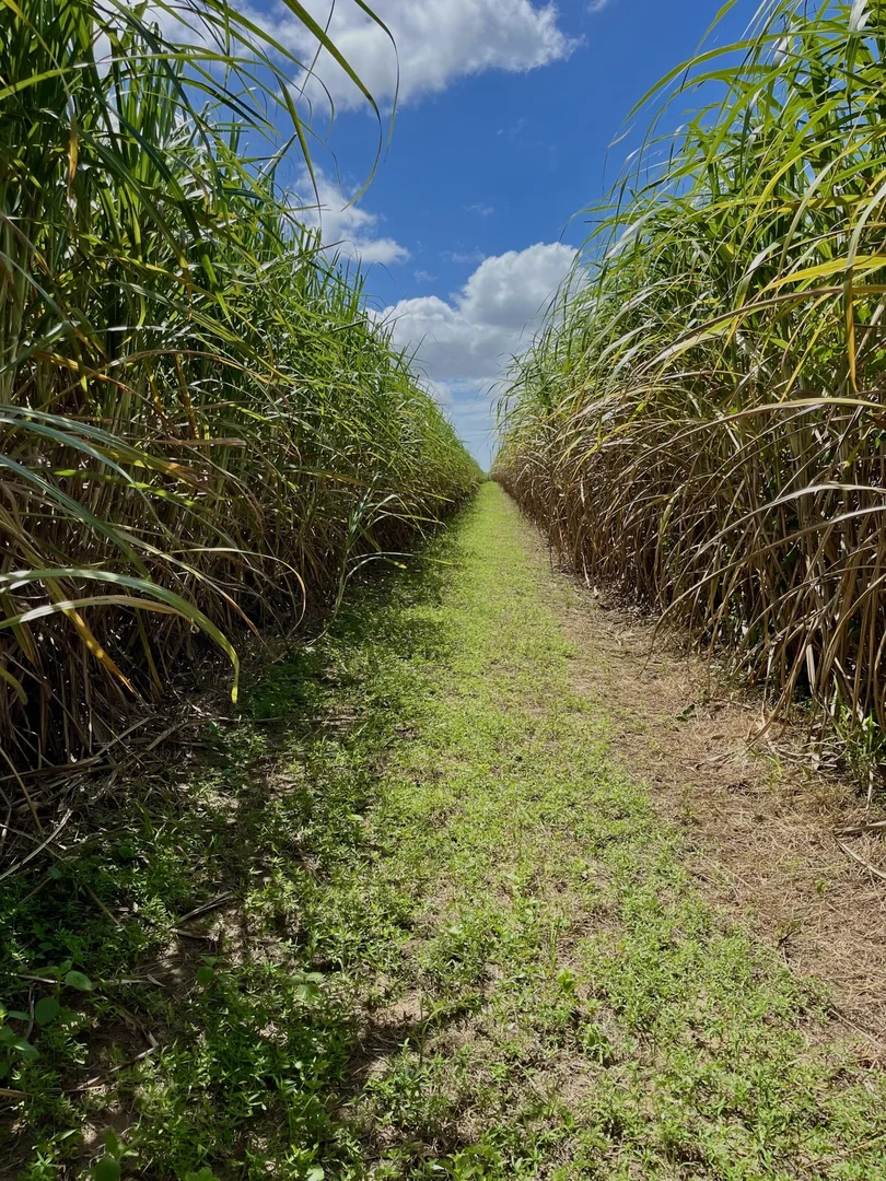 Additional image 22 of 174 Fiveways Road, Brandon QLD 4808