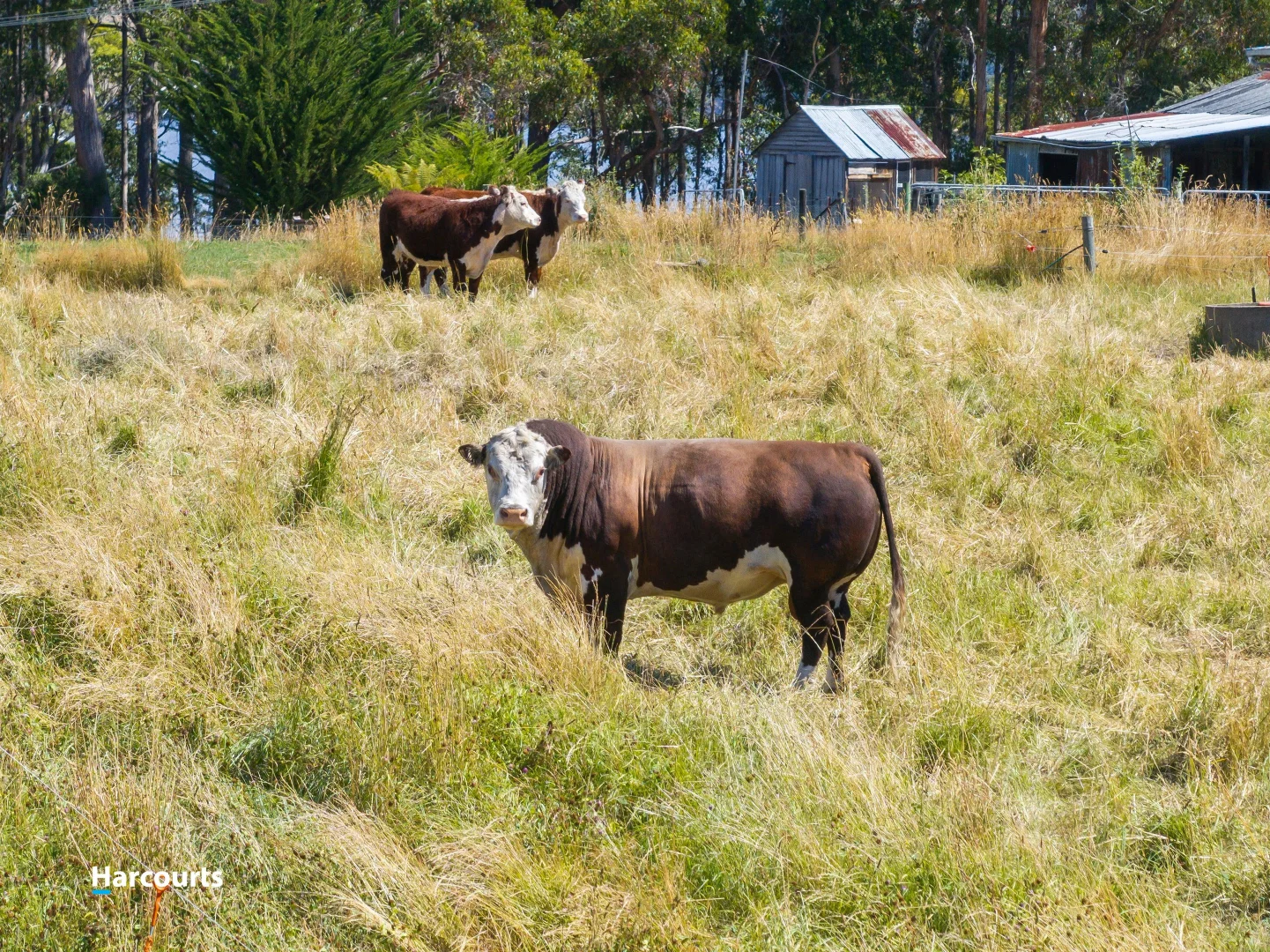 Additional image 21 of 1224 Cygnet Coast Road, Lower Wattle Grove TAS 7109