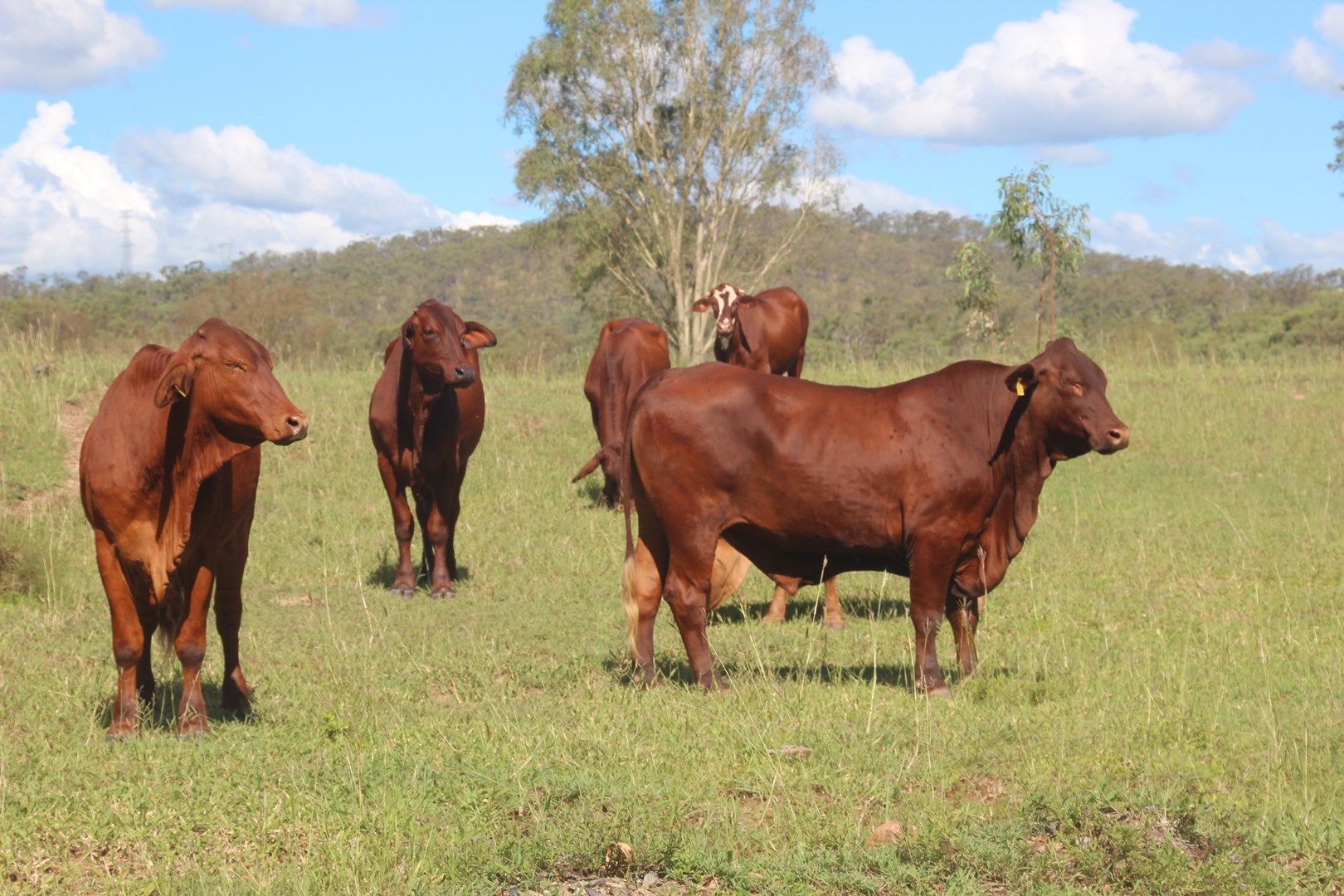 Oakey Creek Rd, Oakey Creek QLD 4714, Image 0