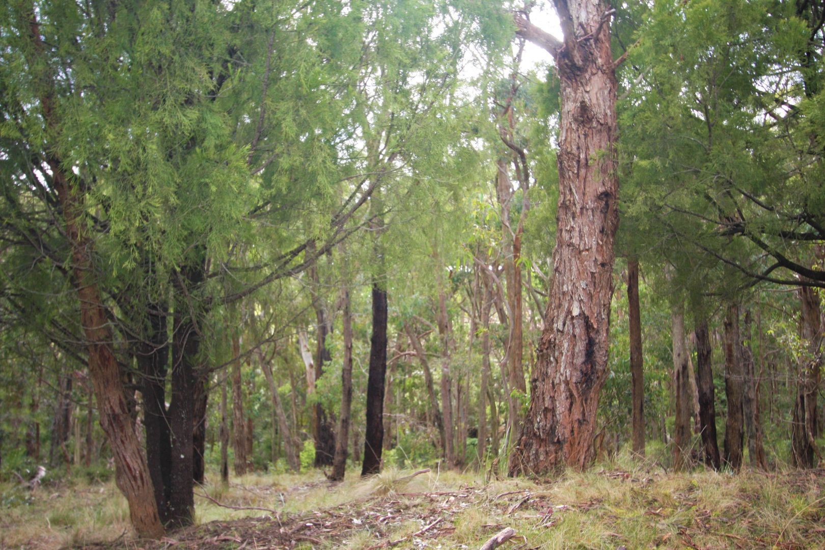 Lot 44 Dales Creek Avenue, Dales Creek VIC 3341 Domain