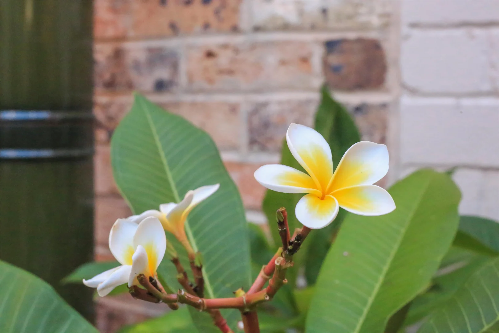 Additional image 16 of 8 Excelsior Street, Leichhardt NSW 2040