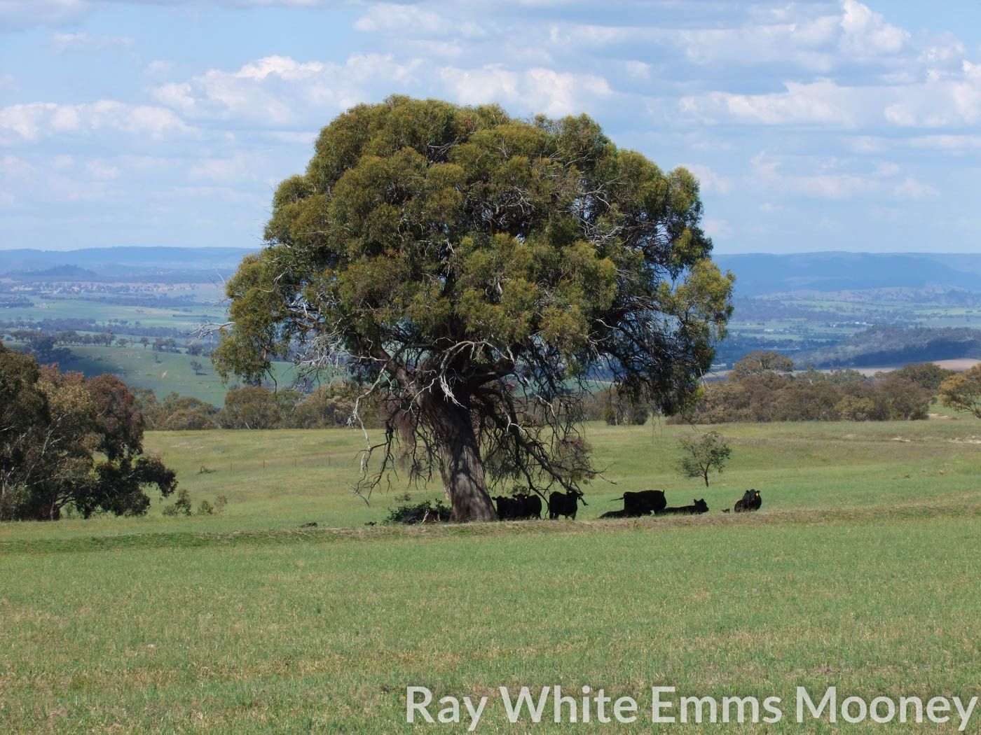 Mitchell Highway, The Rocks NSW 2795, Image 1