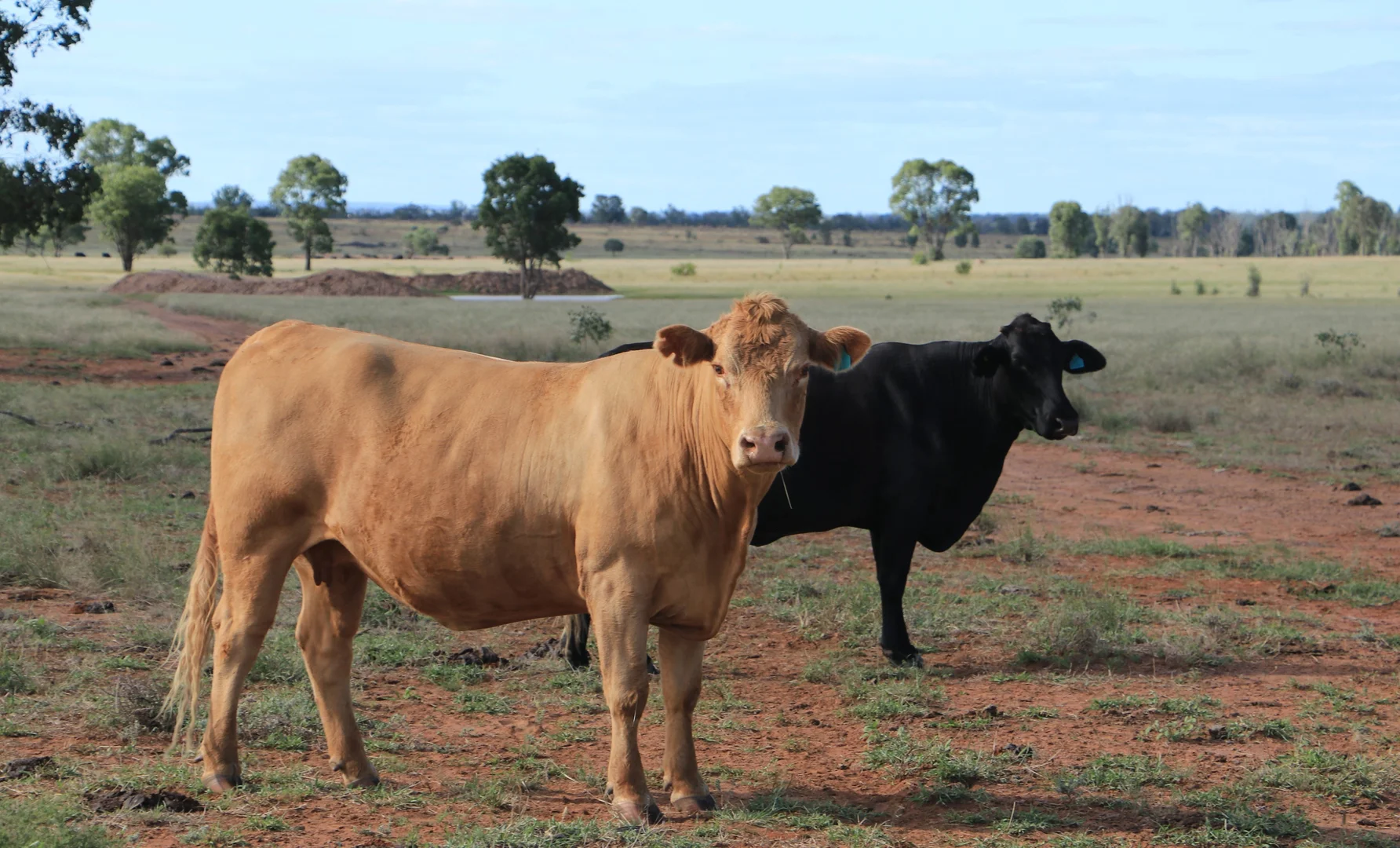 Additional image 25 of 952 Yuleba Surat Road, Yuleba QLD 4427