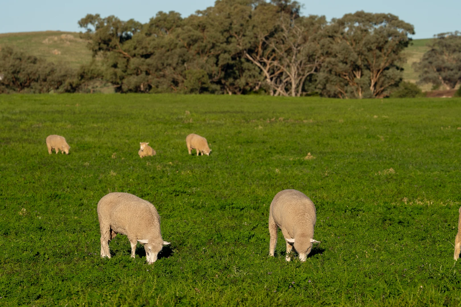 Image 11