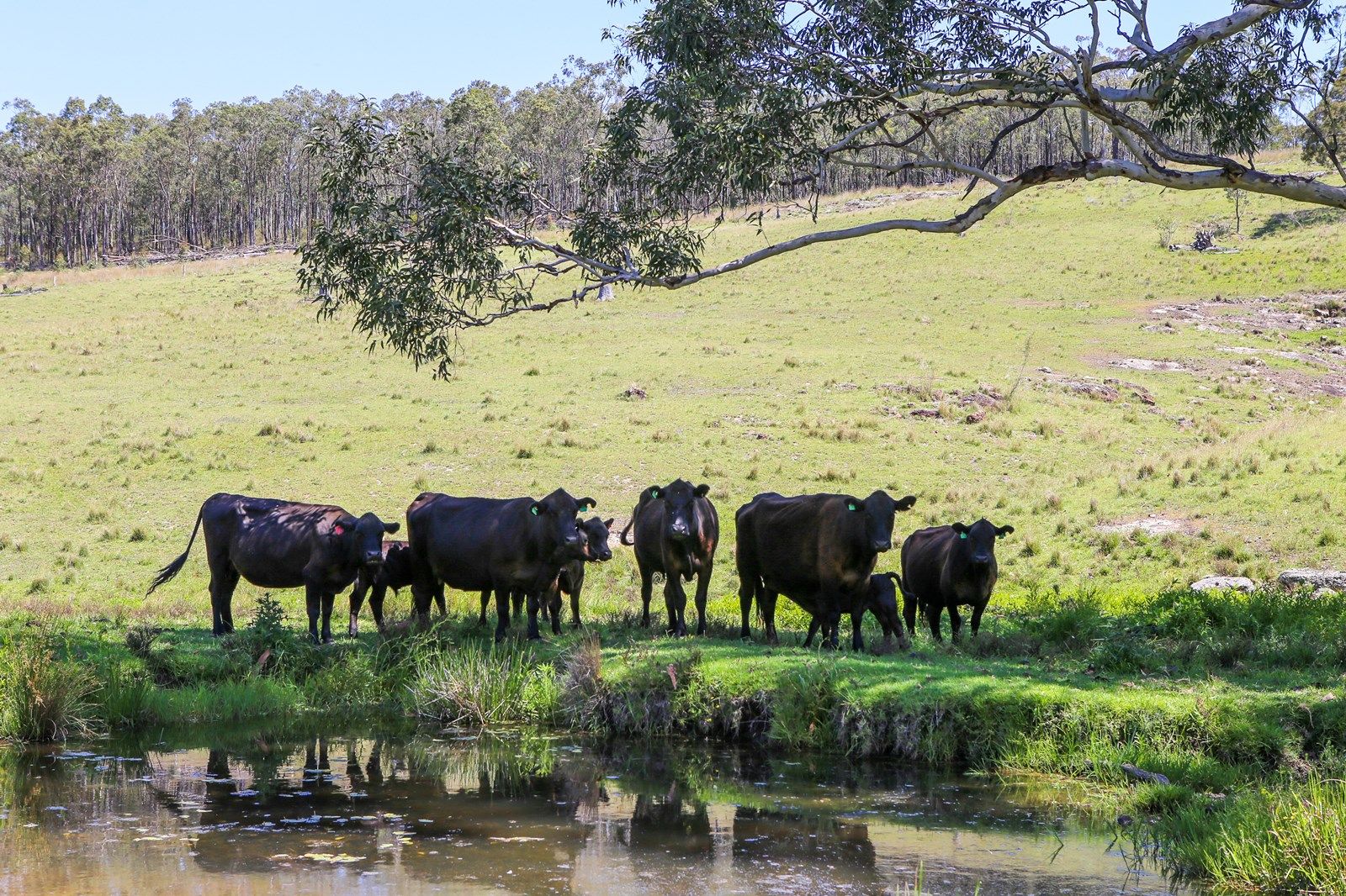 1394 Webbers Creek Road, Paterson NSW 2421, Image 1