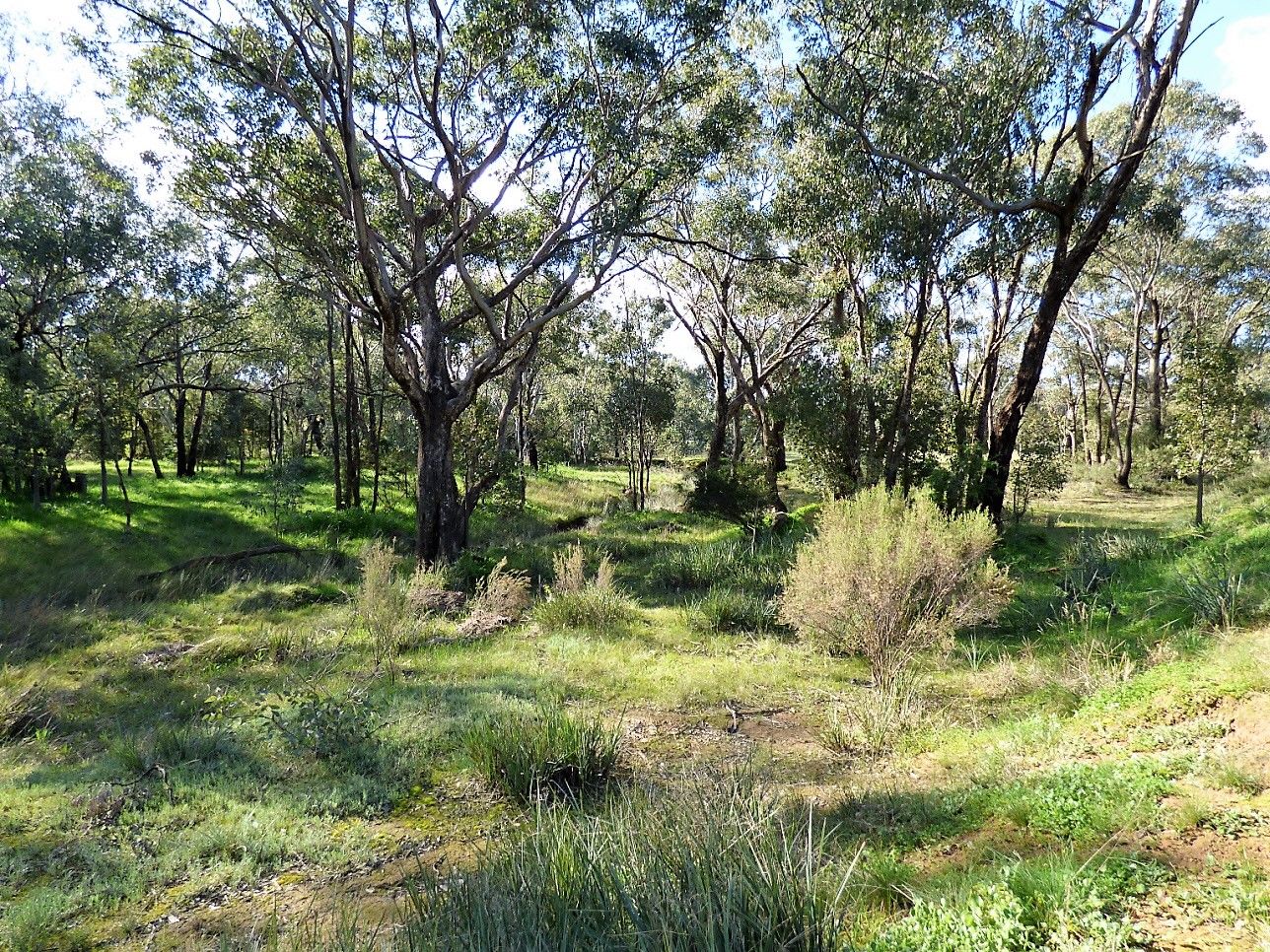 Lot 48 Dudauman Street, Stockinbingal NSW 2725, Image 2