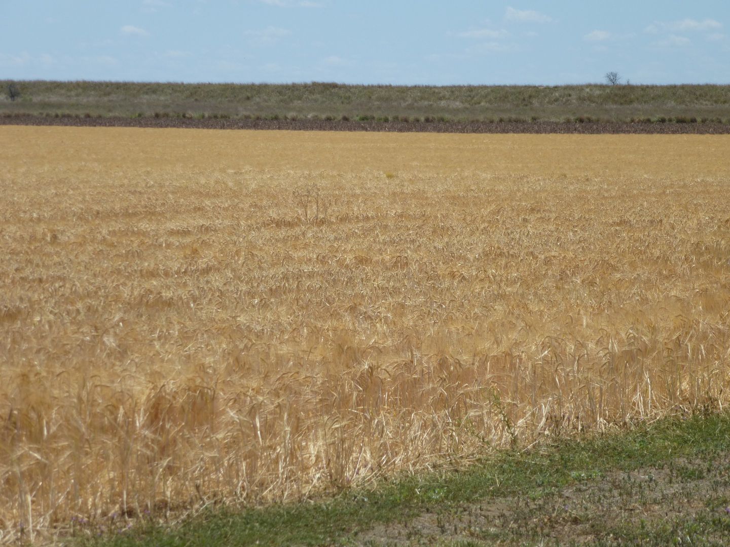 " West View ", Dalby QLD 4405, Image 2