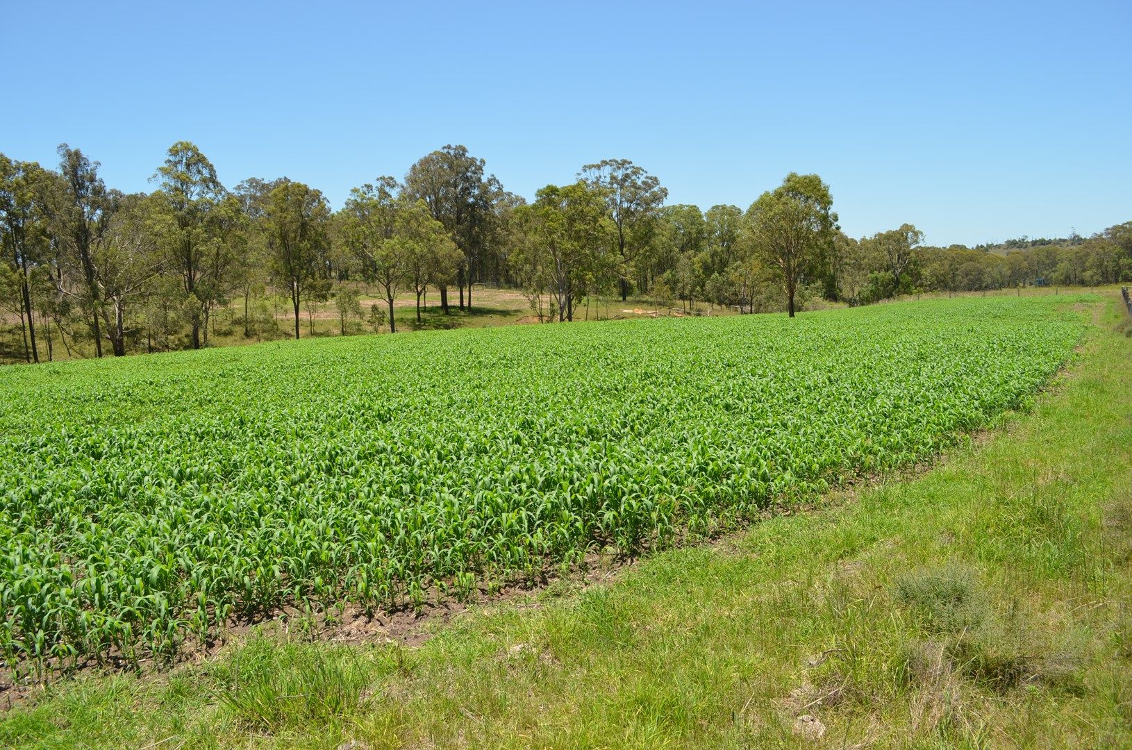 Lot 1 New England Hwy, Coalbank QLD 4352, Image 1