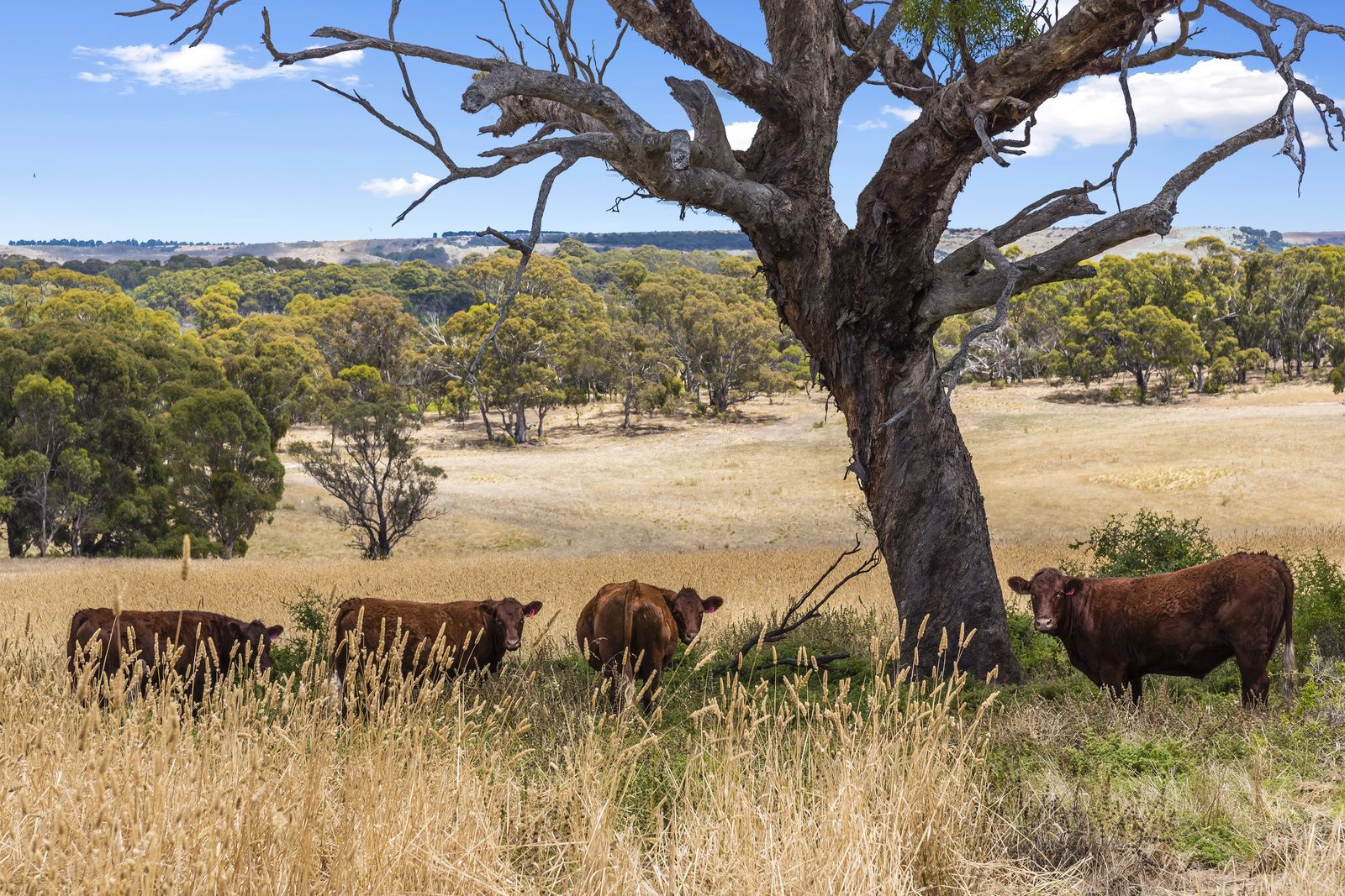 1 bedrooms House in 517 Ironbark Road INGLISTON VIC, 3342