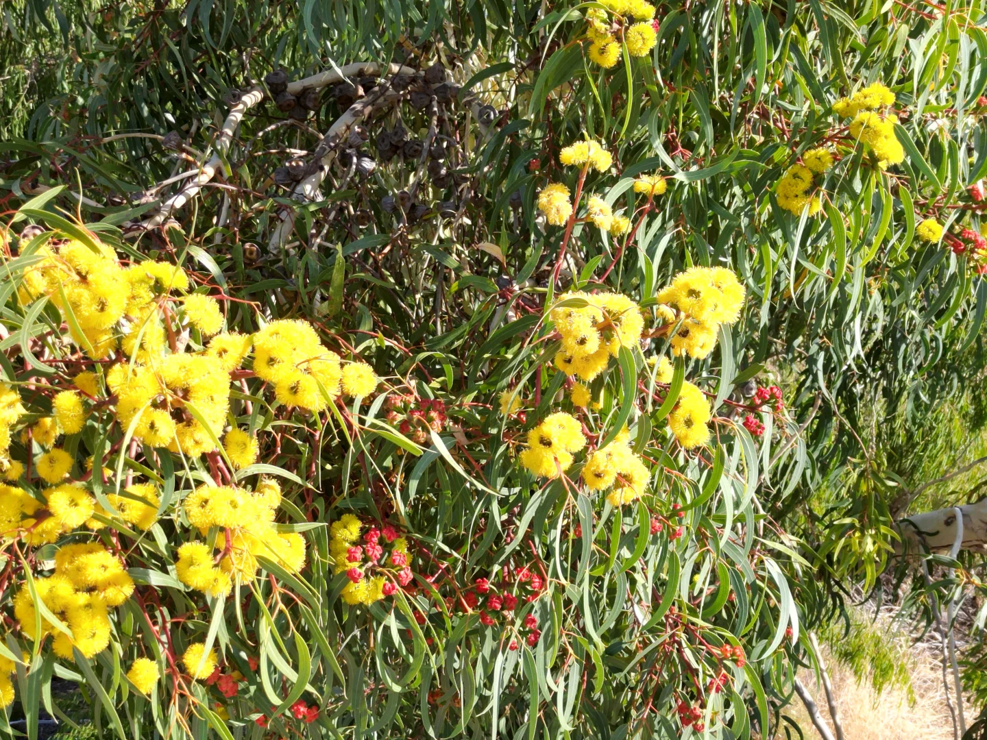 Additional image 9 of 103 Rockwood Ramble, Karakin WA 6044