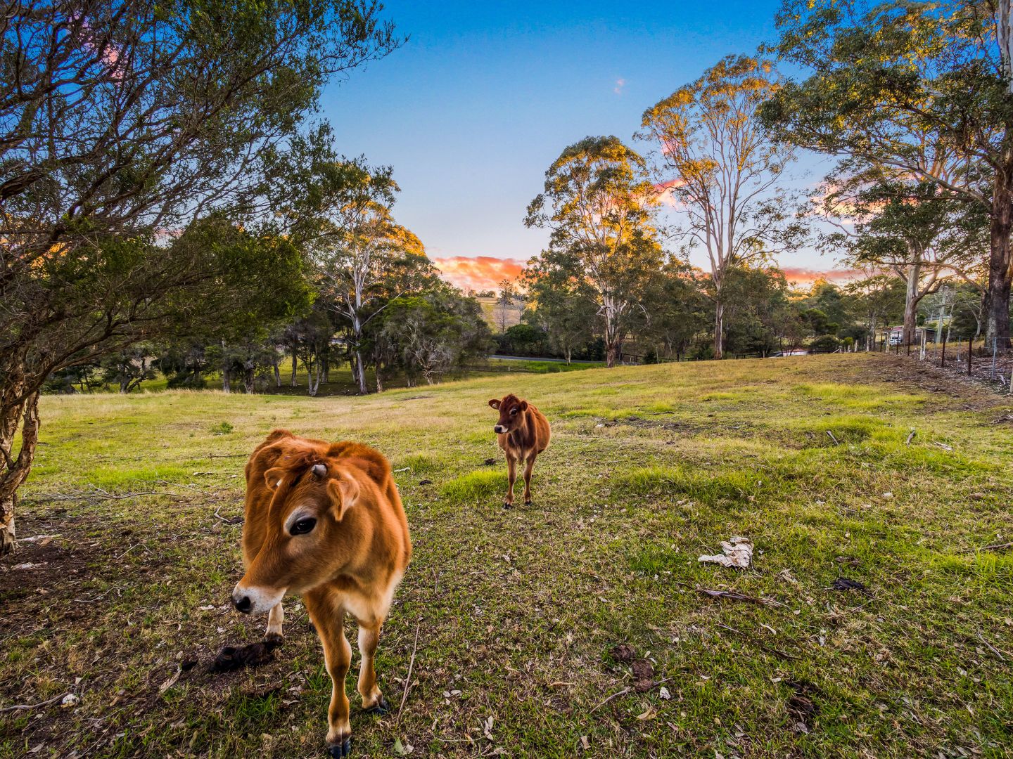 3 Bells Lane, Kurmond NSW 2757, Image 1