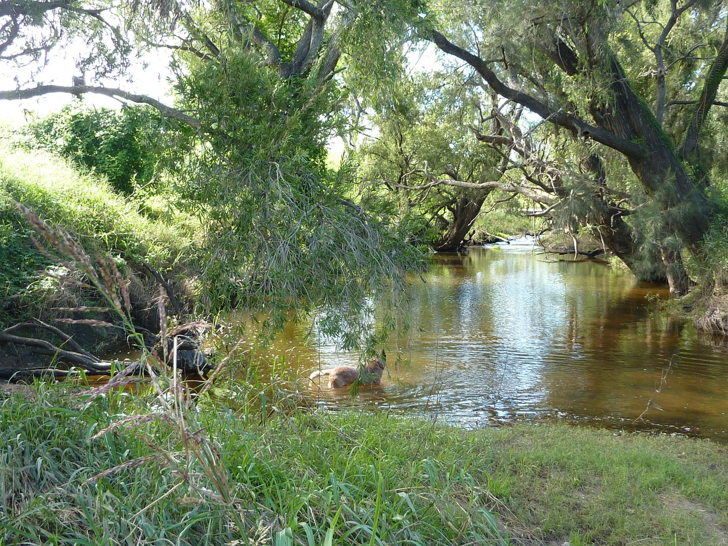 Tansey QLD 4601, Image 2