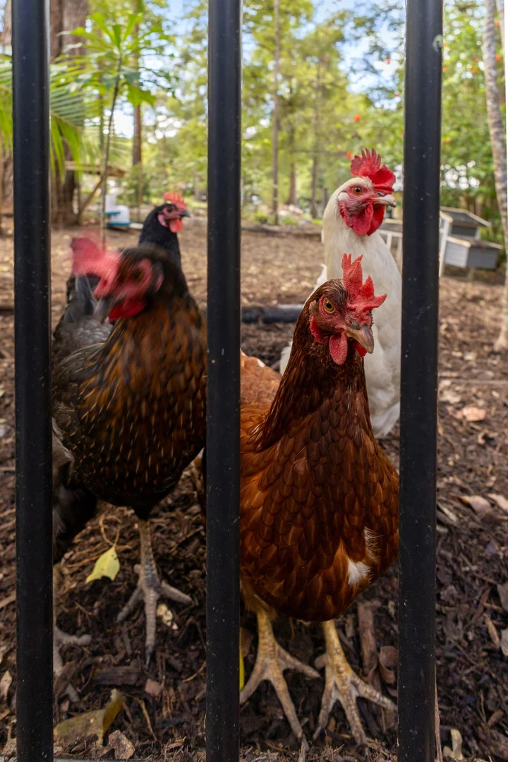 Additional image 29 of 4 Sapling Court, Pomona QLD 4568