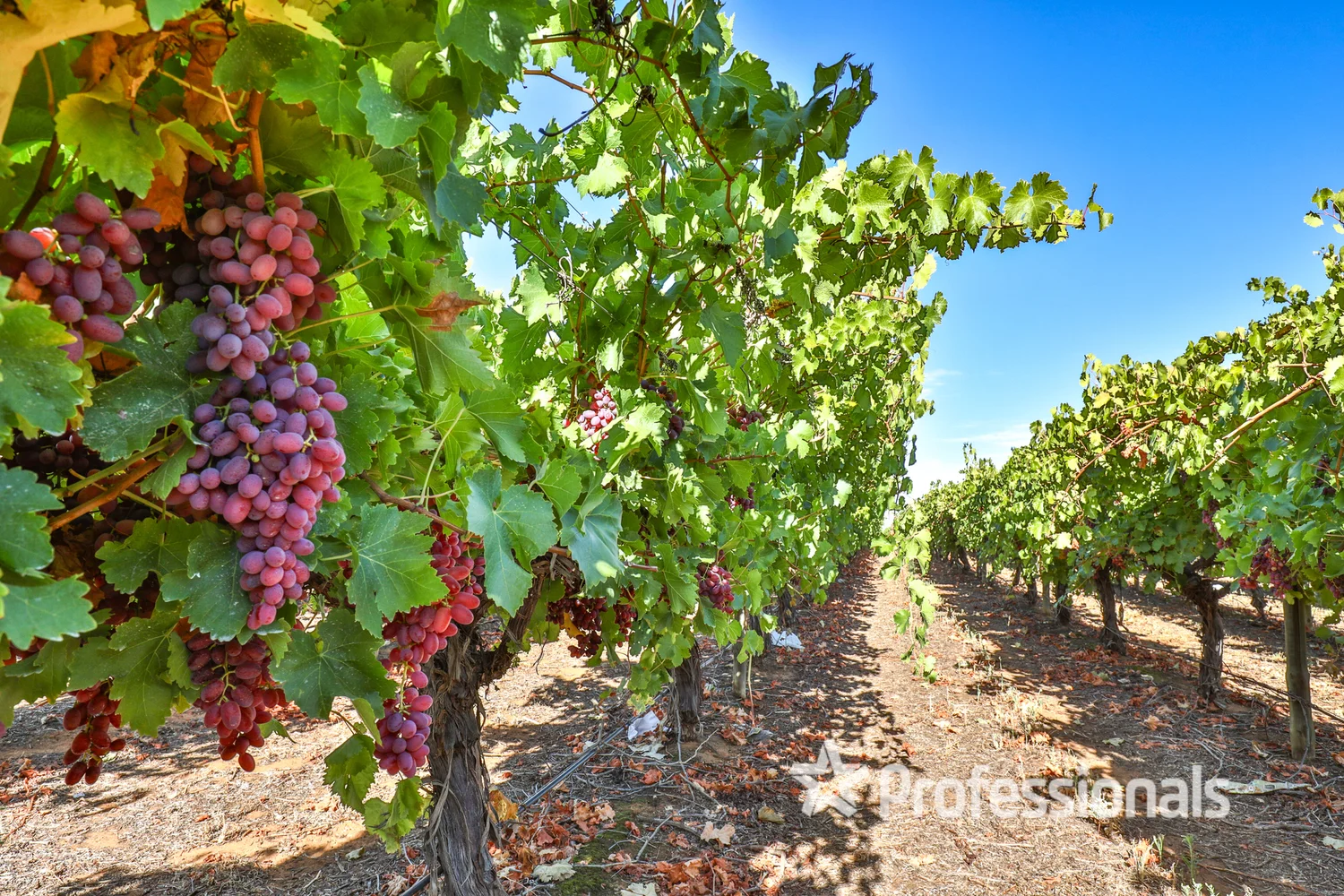 Additional image 21 of 248 Sunnycliffs Crescent, Red Cliffs VIC 3496