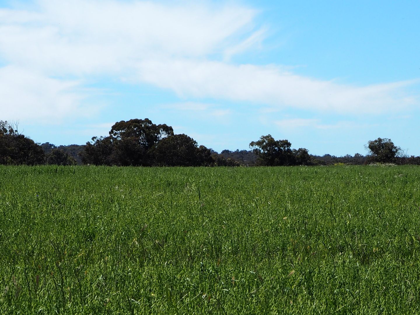 Moondaminning Rees Road, Beaufort River WA 6394, Image 1